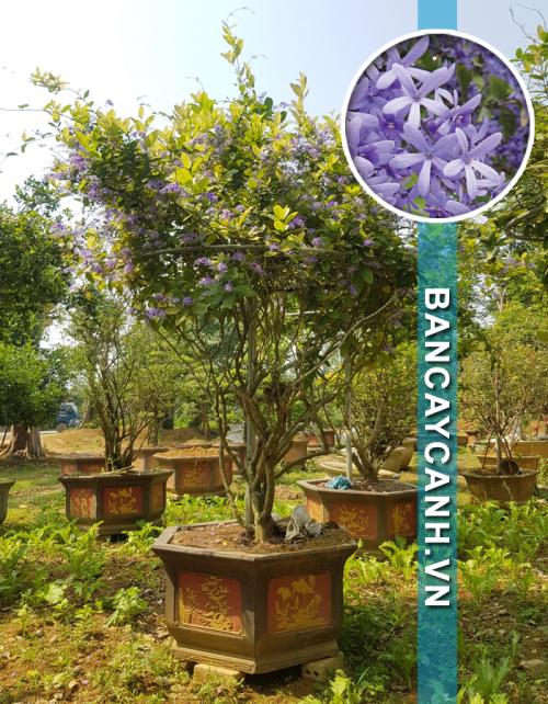  CÂY MAI XANH - PETREA VOLUBILIS MÃ MAIXANH03